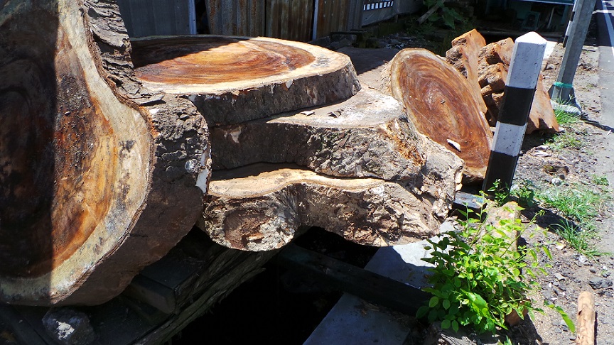 monkey tree suar hout troedoor