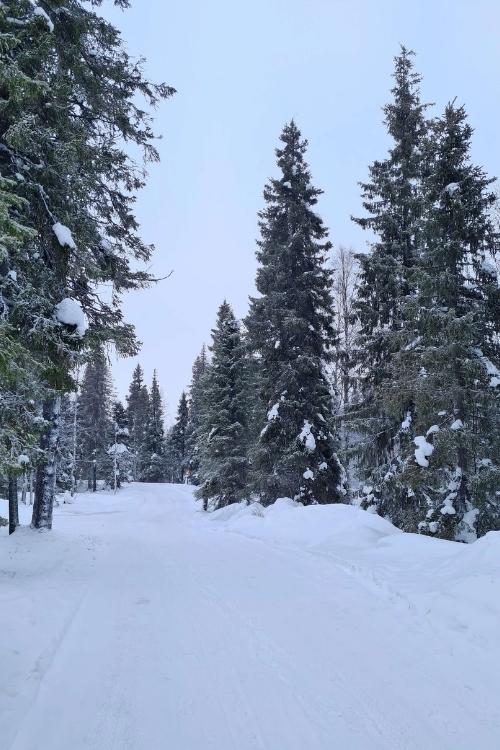 wit landschap sneeuw lapland