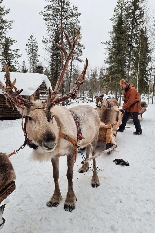 rendieren finland